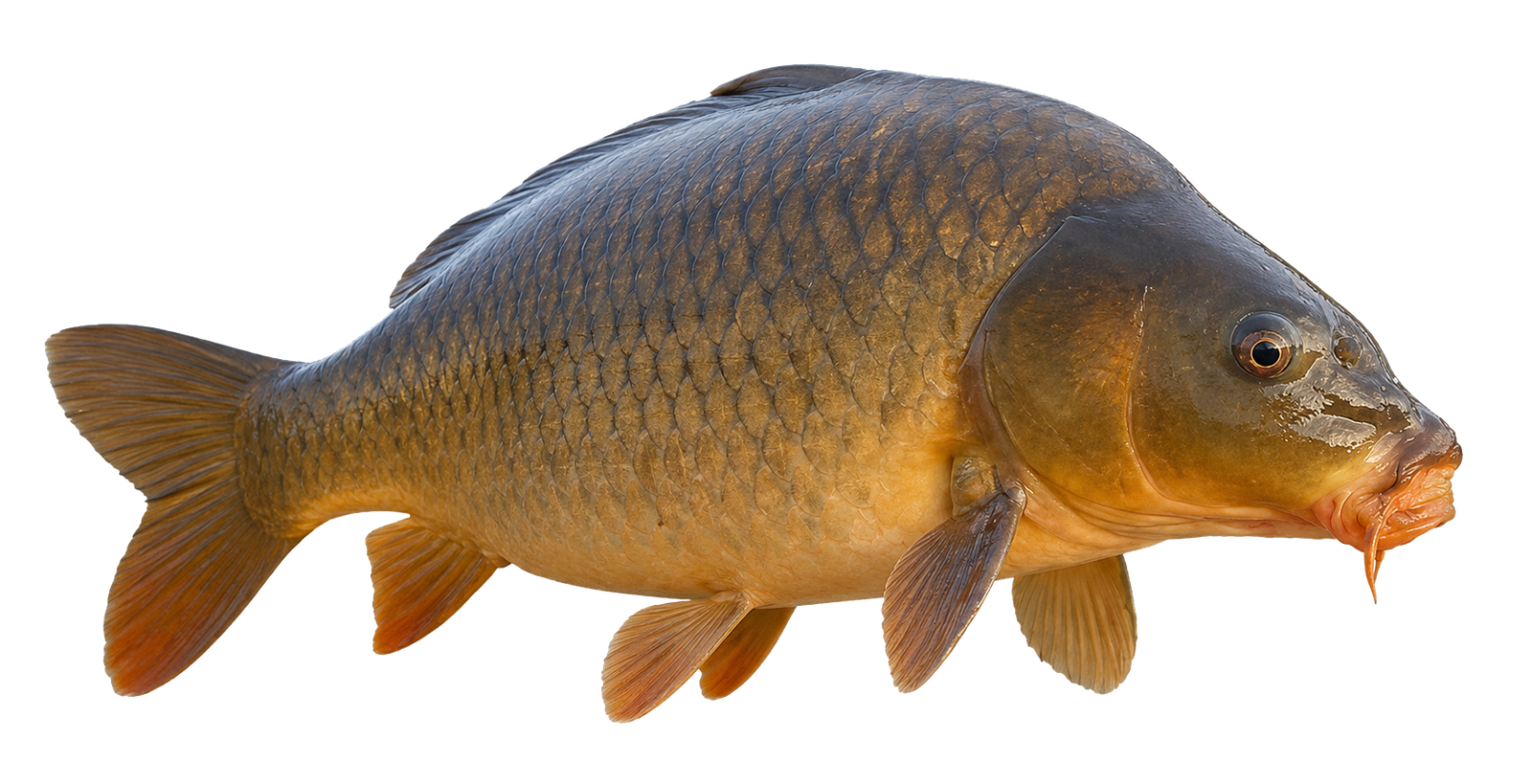 carp
